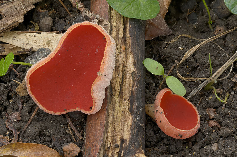 Sarcoscypha austriaca